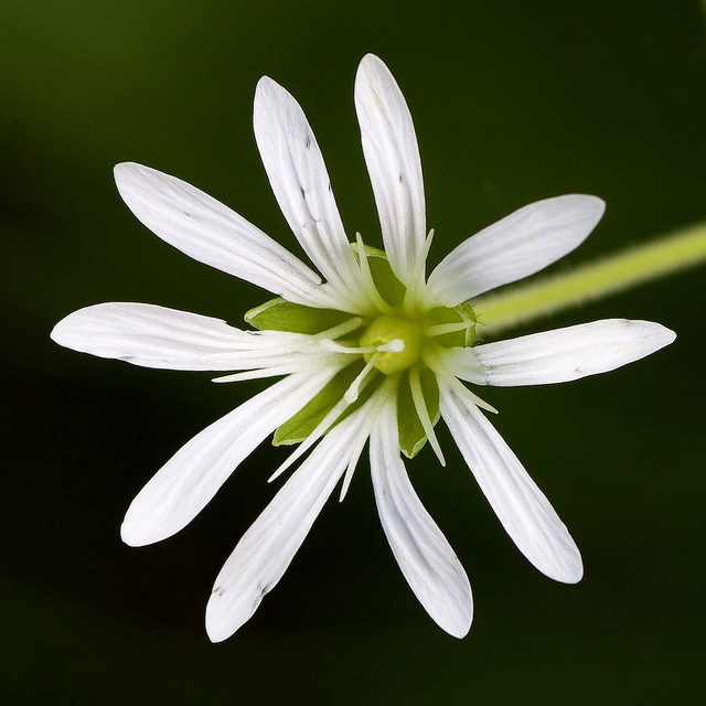 lundarv, Stellaria nemorum